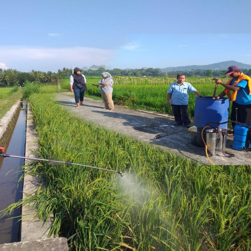 Gerakan Pengendalian Hama Di Bulak Sawah Ngulakan